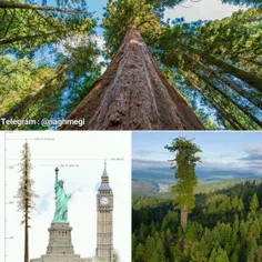 بزرگترین درخت بنام هایپریون درپارک ملی کالیفرنیا