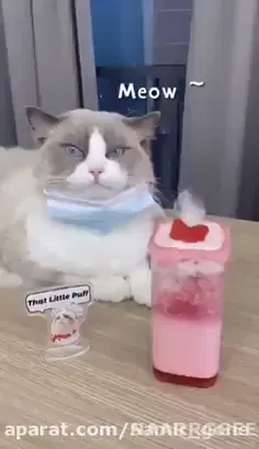 اشپزی گربه