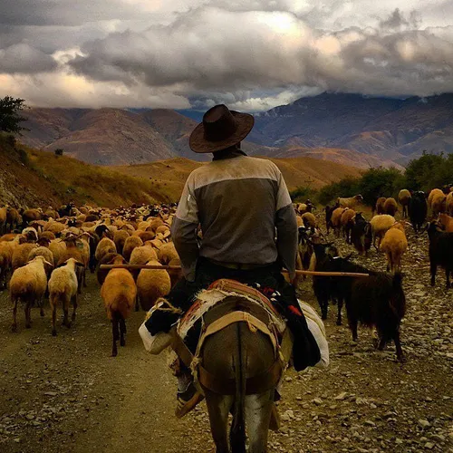 A shepherd herding villagers’ sheep to the pasture, early
