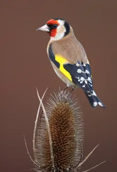 💖 درود بر خالق زیبائیها💖