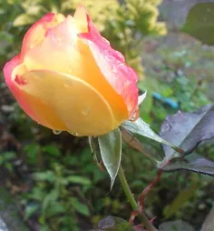 گل رز حیاطمون,یه روز بارونی,همین الان,جاتون خالی,,,,,,گال
