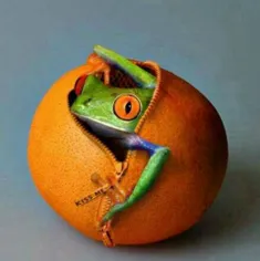 من که دیگه پرتقال نمیخورم