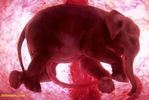 این عکس از بچه فیل داخل شکم مادرش
