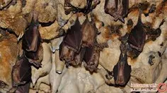 غار خفاش یکی از جاذبه های گردشگری شهرستان دهلران
