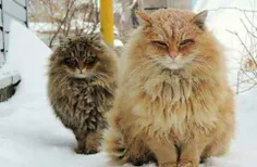 عکس گربه ی سیبری رو گذاشته، زیرش نوشته: