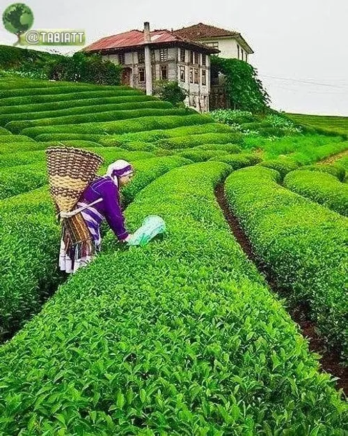 باغات چای ، فومن استان گیلان🇮🇷😍😎