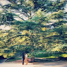 #dailytehran #park #Tehran #tehranpic #tree #people #copl