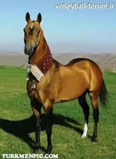 زیبایی اسب