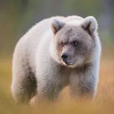 خرس نماد کشور روسیه هست