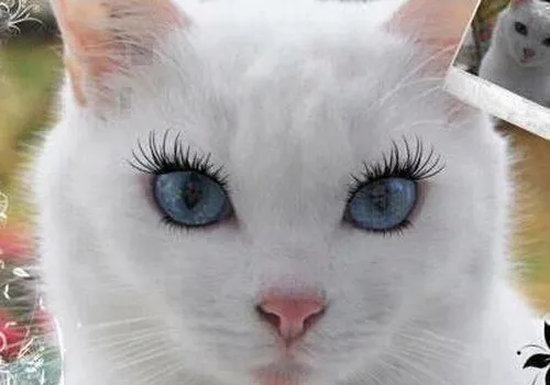 گربه ملوس و زیبا