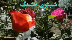 شب قشنگترین