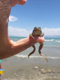 با رفیق کیوتم اشنا شین^.^✨ 🐸