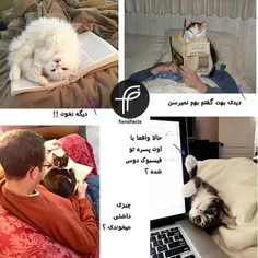 #cat#catlogic #منطق#گربه#منطق_گربه#petfarsifacts#