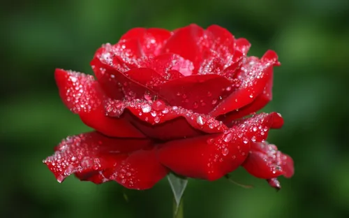 گل رز تقدیم به همه