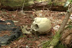 جنگل خودکشی آئوکیگاهارا : چگونه یک جنگل باعث خودکشی می شود؟