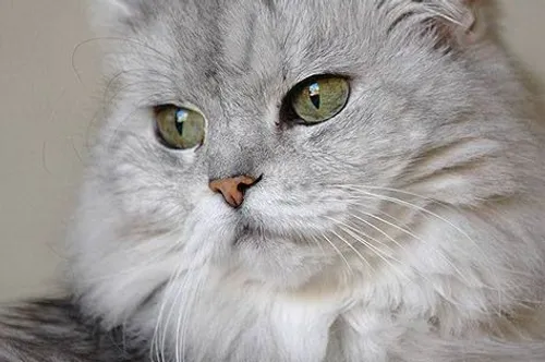 گربه ایرانی معروف به persion heart یا persion cat که معمو