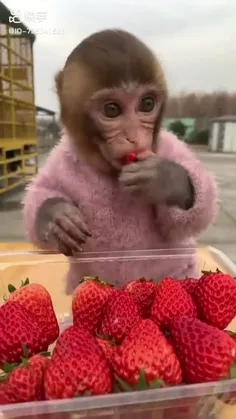 😂دلم خواس چیشد دلت خواست فقط صداشووو خرررچ 🐵🐒🍓🍓