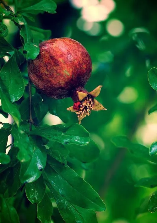 برایم به سان انار نورس میمانی