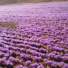 مزرعه زعفران آریایی - روستای ساق شهرستان زاوه