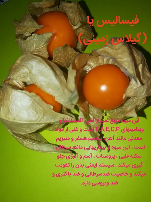 خواص فیسالیس