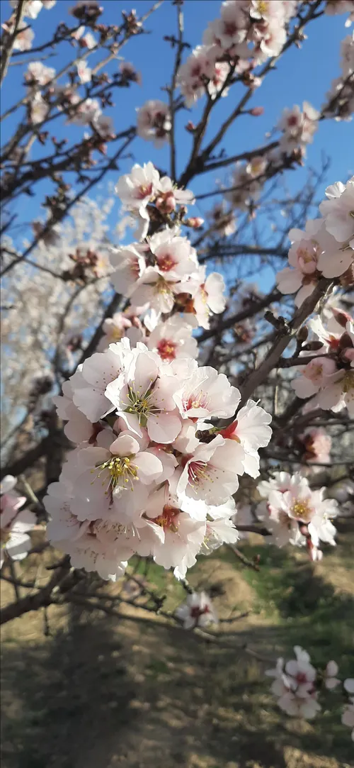 شکوفه های زیبای بادام...