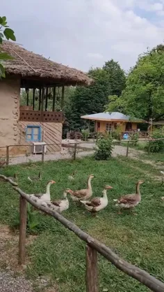 🦢🍃چشم که میگشایی 