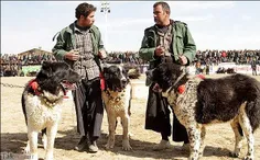 عکس هایی از جشنواره انتخاب برترین سگ شکاری در اصفهان