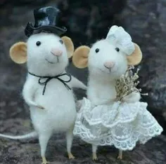 ازدواج سرمايي باهم کلاسيش درمدرسه موش ها