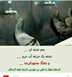 بطلب آقا