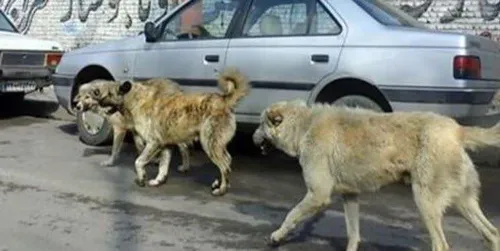 حامیان شعار آزادی کجان جواب بدن؟ خون این زن به گردن شماست خدا تقاصشو ازتون بگیره وحشی های جانی