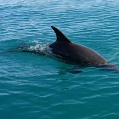 دلفین های خلیج همیشه فارس