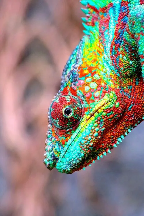 Chameleon