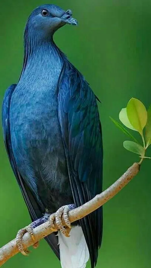 ناب ترین عکسهای پرندگان