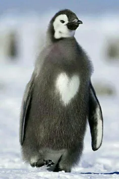 وقتی یه پنگوئن عاشق یه پنگوئن دیگه میشه ، 