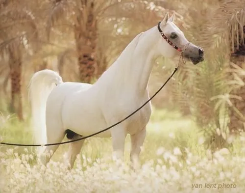 این هم زیباترین اسب...