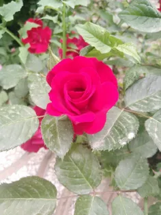 مونسِ جان و دلم، جانانه می خواهم تو را ،