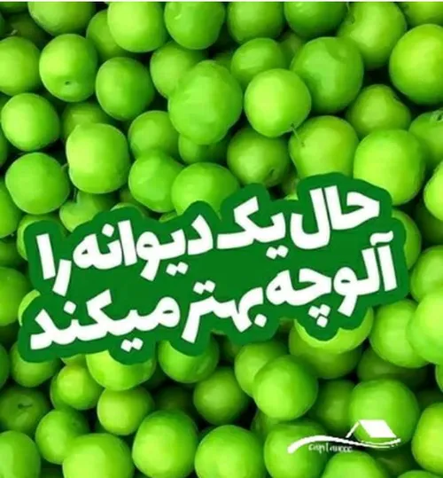 حالِ یک دیوانه را