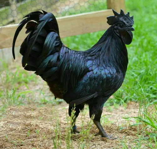 نژاد خاصی از مرغ و خروس وجود دارد که رنگ آن کلا سیاه است 