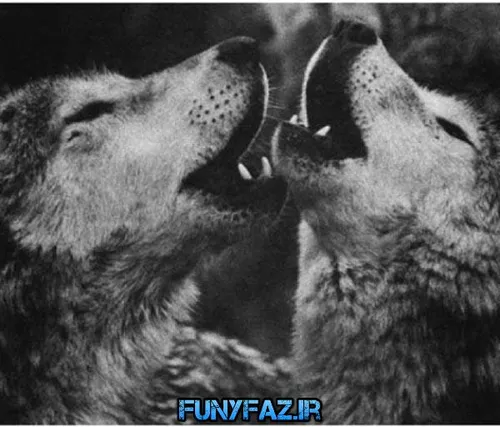 گوناگون amirwolf6 10588339 - عکس ویسگون