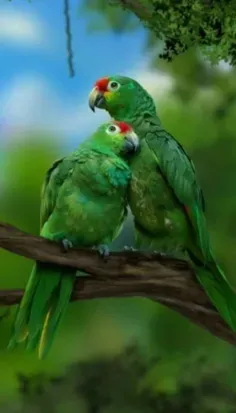 #پرندگان_زیبای_عاشق_♥