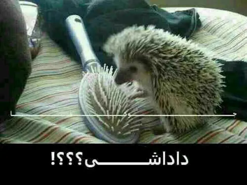 داداششه