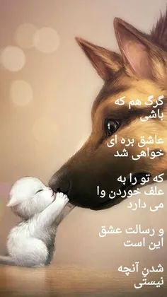 عشق گرگ و بره!!!