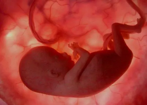 دانشمندان می گویند که تکامل جنین، سه مرحله تاریکی را در ش