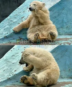شیلکا بچه خرس قطبی با نمکی که از عکاس خجالت کشید !