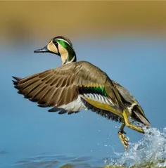 اردک سبز مهاجر