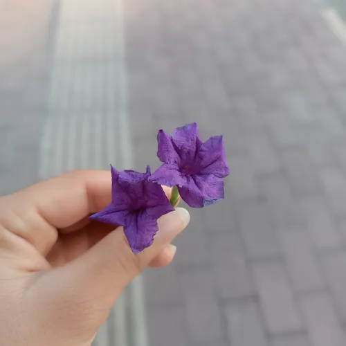 مرسی عزیزم ✨z