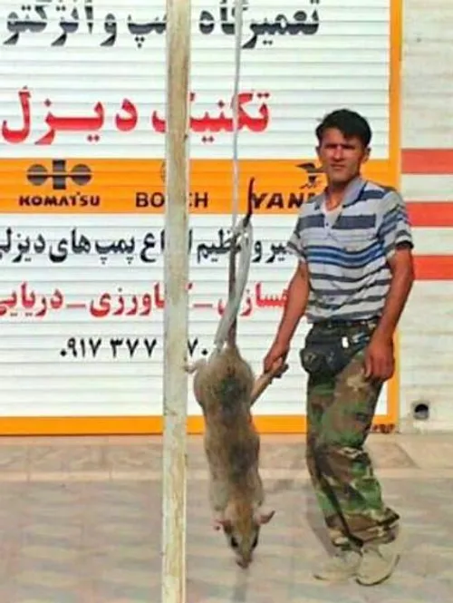 شکار یک موش ۲۷ کیلویی در بوشهر!