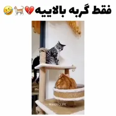 دعوای بین منو خواهرم مثل اینه 😂😂😂