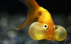 چشم حبابی گونه ای از ماهی قرمز که چشم‌هایش دارای دو کیسه 