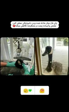 جفت وفادار😍❤